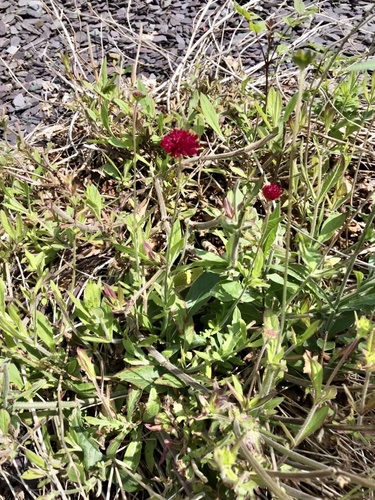Knautia macedonica