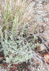 Struthiola eckloniana