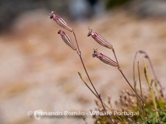 Silene ciliata