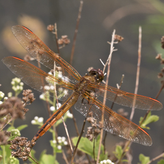 Libellula auripennis