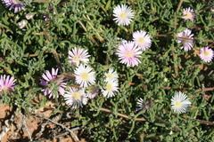 Drosanthemum prostratum