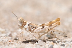 Xeracris minima