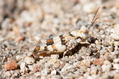 Trimerotropis inconspicua