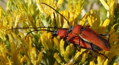 Crossidius coralinus
