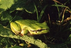 Hyla savignyi