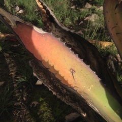 Agave salmiana salmiana