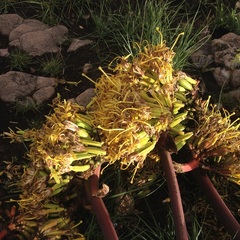 Agave salmiana salmiana