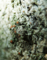 Bacidia rubella