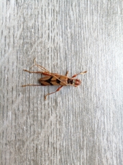 Phymatioderus bizonatus