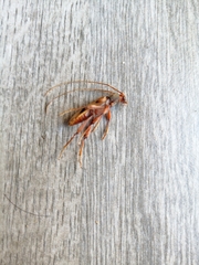 Phymatioderus bizonatus