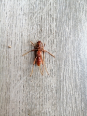 Phymatioderus bizonatus