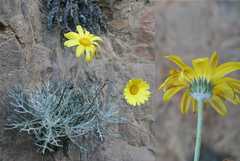 Euryops wageneri