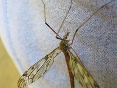 Tipula longiventris
