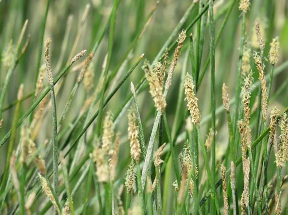 Eleocharis interstincta