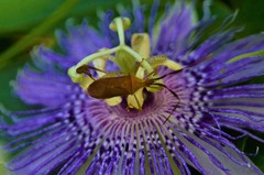 Chondrocera laticornis