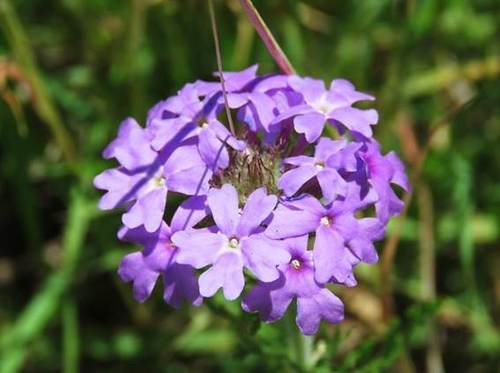 moradia (Glandularia delticola)