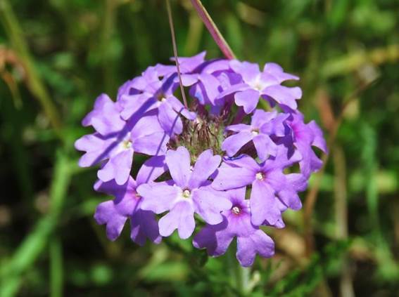 Glandularia delticola