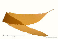 Desmarestia dudresnayi