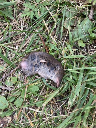 Valais Shrew