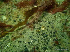 Desmarestia dudresnayi