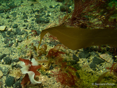 Desmarestia dudresnayi