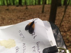 Pyromorpha dimidiata