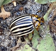 Leptinotarsa decemlineata