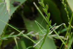 Anisophya punctinervis