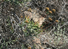 Crassula multiflora