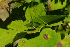 Stilpnochlora nanna