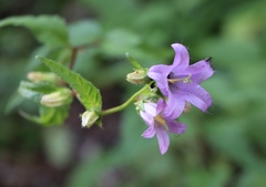 Campanula latifolia
