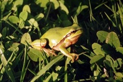 Hyla savignyi