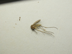 Aedes abserratus