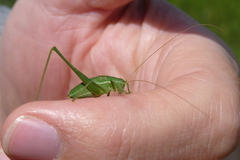 Anisophya punctinervis