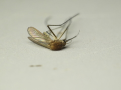 Aedes abserratus