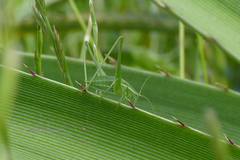 Anisophya punctinervis