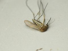 Aedes abserratus