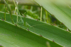 Anisophya punctinervis