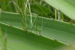 Anisophya punctinervis