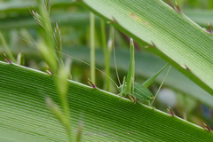 Anisophya punctinervis