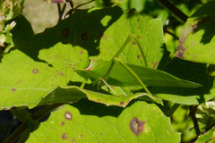 Stilpnochlora nanna