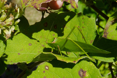 Stilpnochlora nanna