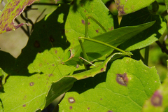 Stilpnochlora nanna