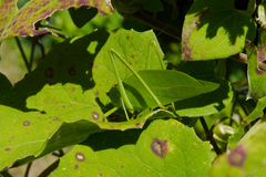 Stilpnochlora nanna