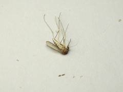 Aedes abserratus