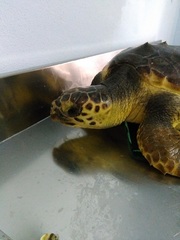 Caretta caretta