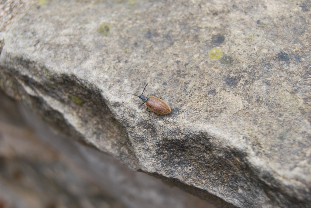 Lagria grenieri