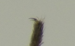 Aedes abserratus