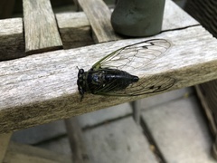 Neotibicen canicularis