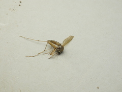 Aedes abserratus
